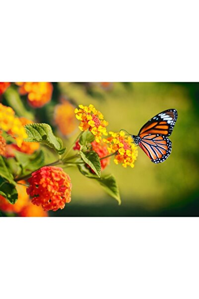 Zumzeria Tablou Canvas Fluture monarh pe floare de lantana, 80x50cm, tabloucanvas654, Zumzeria ®