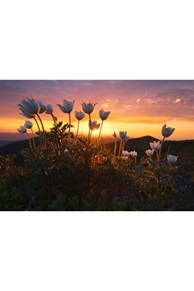 Zumzeria Καμβάς Tablou Λευκά Λουλούδια σε Βουνά του Καλοκαιριού στο Ηλιοβασίλεμα, 80x50εκ., tabloucanvas482, Zumzeria ®