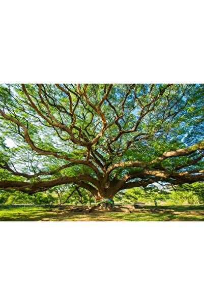 Zumzeria Tablou Canvas Beautiful Tree Of Life, 80x50cm, tabloucanvas64, Zumze...