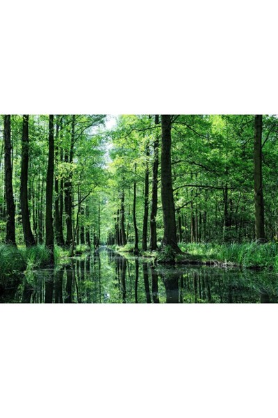 Zumzeria Tablou Canvas Water Channel Through Green Forest, 80x50cm, tabloucanvas850, Zumzeria ®