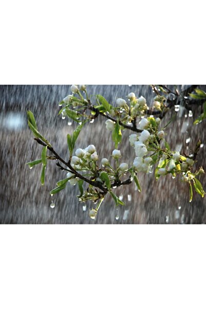 Zumzeria Tablou Canvas Rain Falling On Tree Buds, 80x50cm, tabloucanvas1096, ...