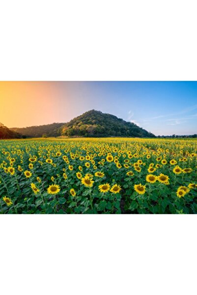 Zumzeria Πίνακας σε καμβά Όμορφη Συγκομιδή Ηλίανθου, 80x50εκ., Πίνακας σε καμβά957,