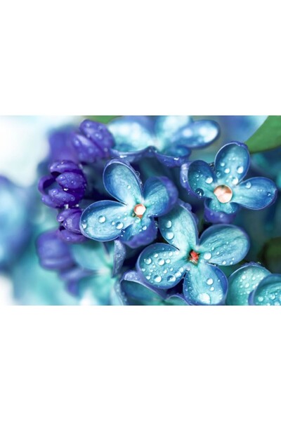 Zumzeria Tablou Canvas Pastel Flowers Touched By Morning Dewdrop, 80x50cm, ta...