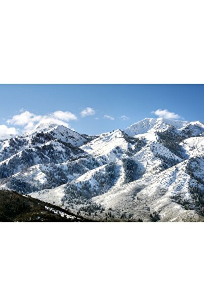 Zumzeria Tablou Canvas Snowy Pine Forest, 80x50cm, tabloucanvas1220, ®