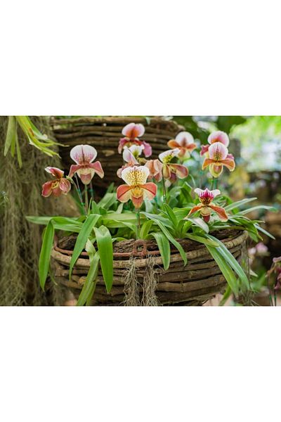 Zumzeria Tablou Canvas Paphiopedilum Orhidee într-un ghiveci, 80x50cm, tabloucanvas1125, Zumzeria ®