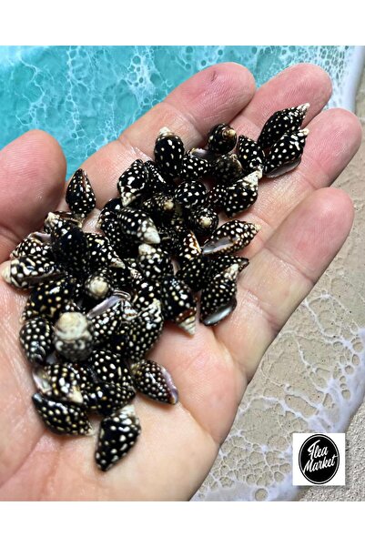 Flea Market Gerçek Deniz Kabuğu - Black White Dream - 50gr
