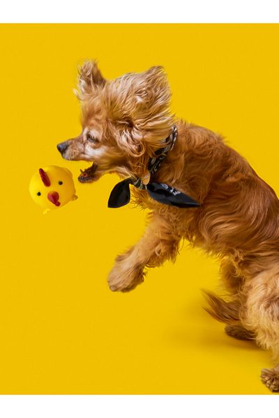 Tüylü Tezgah Dog Training Toy Sound Chick Dog Biting Toy Sound Making Chick Singing Toy