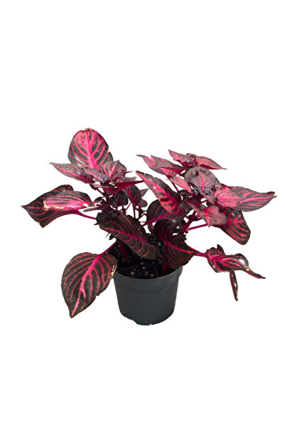 Betonish Iresine Herbstii 'Rich Redstar' (Çingene Şalvarı Çiçeği)