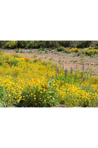 Zumzeria Pânză Tablou Lunca de vară plină de maci, iarbă și flori sălbatice, ...