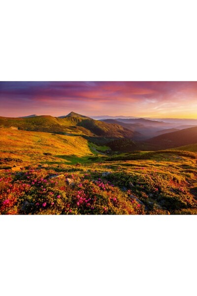 Zumzeria Tablou Canvas Pajiști De Flori Salbatice Roz Pe Munții Carpați, 80x50cm