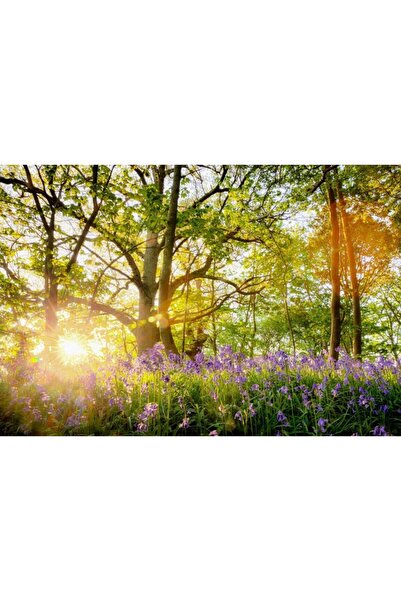 Zumzeria Pânză Tablou Blubell Forest cu răsărit de soare care izbucnește prin...