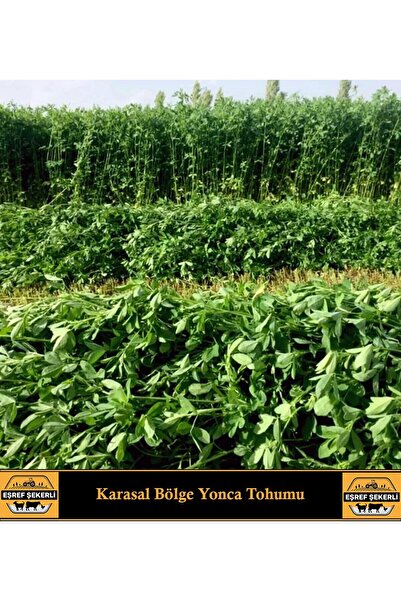 EŞREF ŞEKERLİ Yonca Tohumu, Kabuksuz, Karasal Bölge, Yem Bitkisi 10 Kg