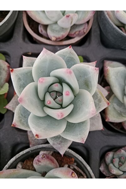 Ravza Çiçekçilik Echeveria Colorata Tapalpa Ay Işığı