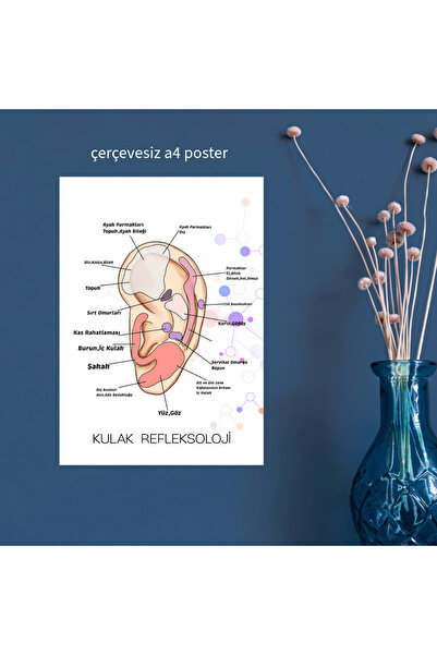 Fatofotofan Akupuntur Kulak Refleksoloji Haritası A4 Çerçevesiz Poster