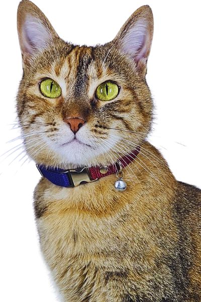 Pompiti Burgundy Blue Adjustable Cat Collar with Bell |   Stylish Neck Collar with Fan Color