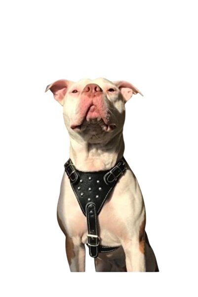 PACOPET Hakiki Deri Gladyatör Göğüslük Köpek Tasması
