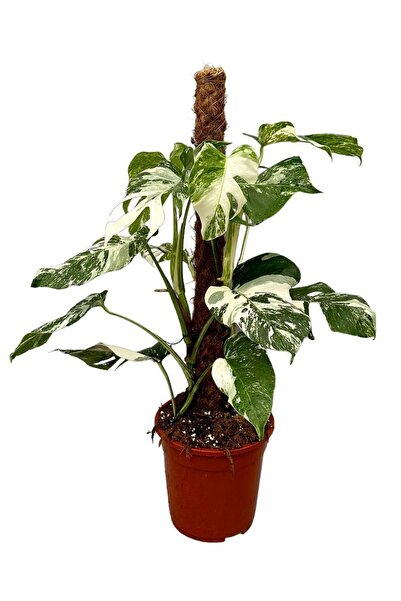 Betonish Monstera Deliciosa 'albo Variegata' (DEVE TABANI)