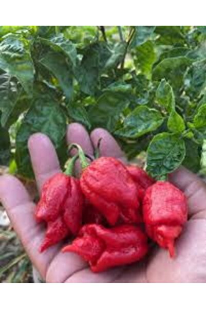 Köy Tohumları 5 Adet Tohum Dünyanın En Acı Biberi Habanero Biber Tohumu Tayla...
