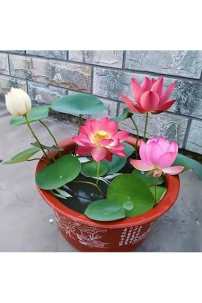 Köy Tohumları 15 Adet Tohum Organik Karışık Rengarenk Kase Lotus Çiçeği Tohum...