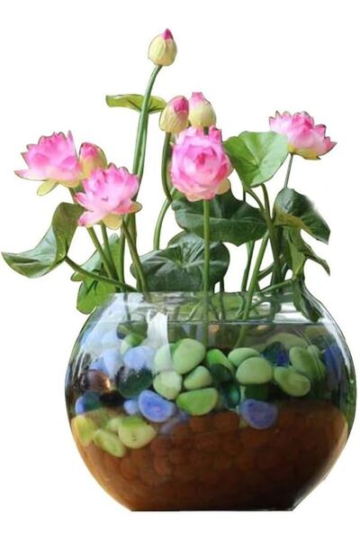 Köy Tohumları 15 Adet Tohum Nadir Karışık Renkli Japon Su Zambağı Kase Lotus Çiçeği Tohumu Sınırılı Stokta