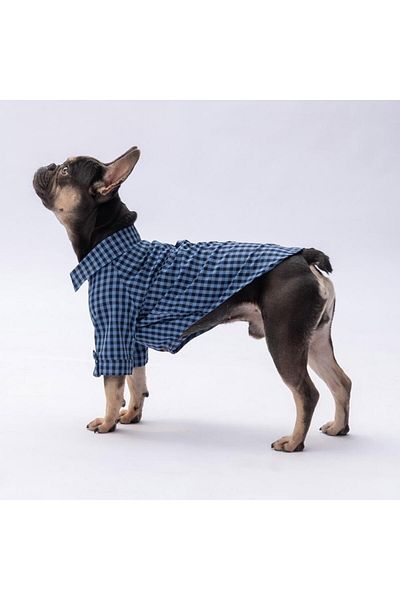 Pawstar Blue Luss Cat Dog Shirt - Cat Dog Apparel