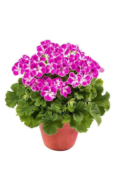 E-fidancim Sınırlı Stok Nadir Renkler Pinkerbell Sardunya Canan Çiçeği Fidesi...