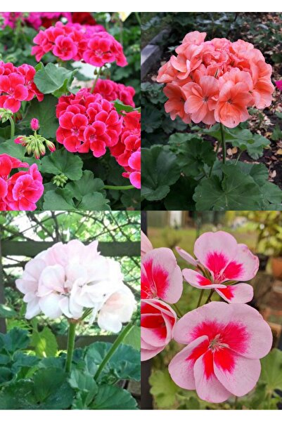 Yades 4 renk yaprağı kokulu sardunya çiçeği fidanı 4 mini saksısımda