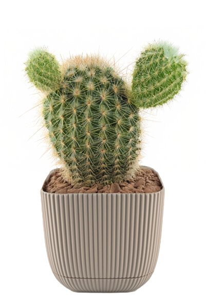 TEMMUZ HOME Mercan Kare Saksı Dekoratif Kaktüs Ve Çiçek Saksısı No 3