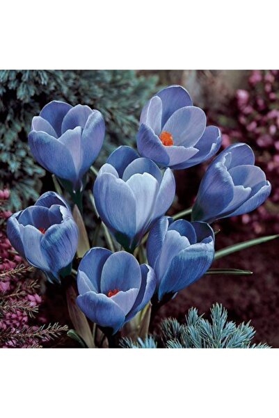 LOBELYA TOHUMCULUK 5 Adet Mavi Renkli Safran Çiçeği Soğanı