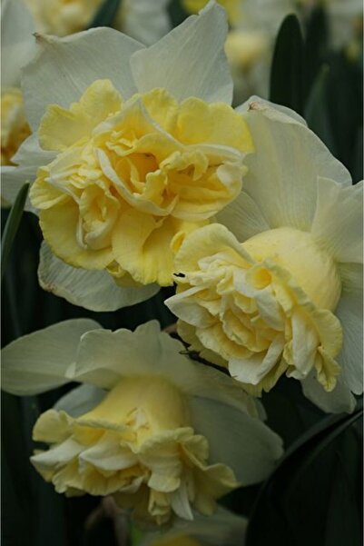 LOBELYA TOHUMCULUK 4 Adet Limon Sarısı Renkli Katmerli Nergis Çiçeği Soğanı K...