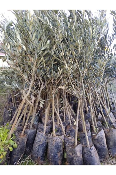 ÖZGÜVEN TARIM Tüplü Gemlik Trilye Zeytin Fidanı (5 Adet)