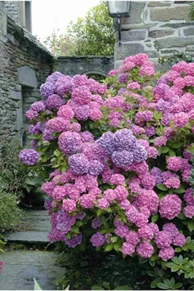 GARDENYA TOHUMCULUK 1 Adet Toz Pembe Renk Ortanca Fidanı 20-40 Cm (tüplü)