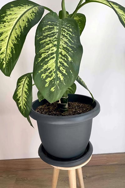 ToXA 5 Litre Ø26x19cm Tabaklı Mat Plastik Orta Boy Yuvarlak Saksı Villa No6 Antrasit Gri