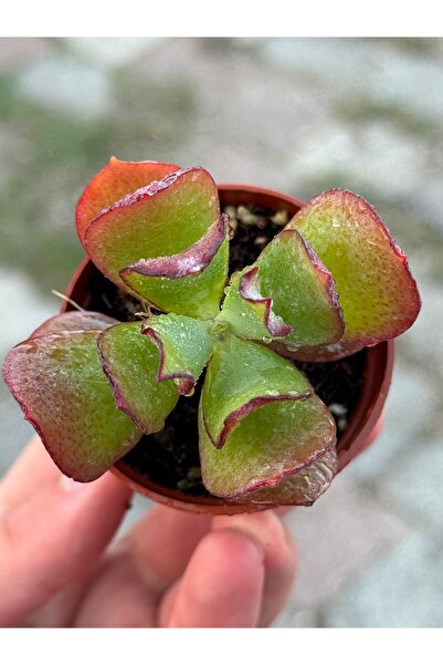 SukuLand Crassula Arborescens Undulatifolia özel tür sukulent 5,5cm saksıda