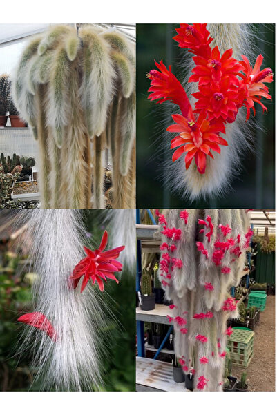 SukuLand Beyaz Tüylü Maymun Kuyruğu kaktüs 5,5cm saksıda sarkan tür