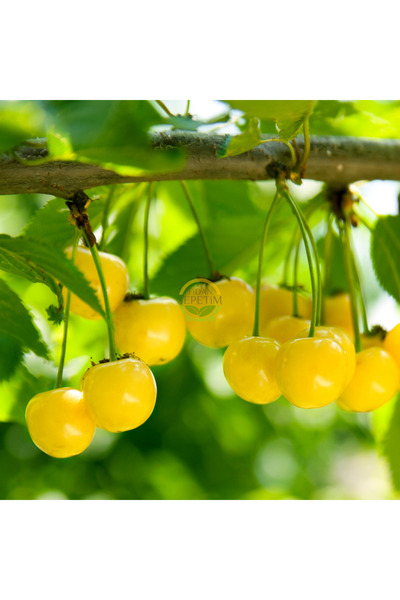 FİDAN SEPETİM 4 Yaş Aşılı Starksgold (Tozlayıcı) Kiraz Fidanı 'Yarı Bodur'