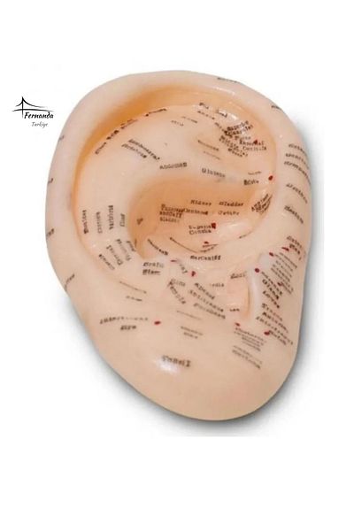 Fernanda 22cm Anatomical Ear Model, Good Quality with Acupuncture Points