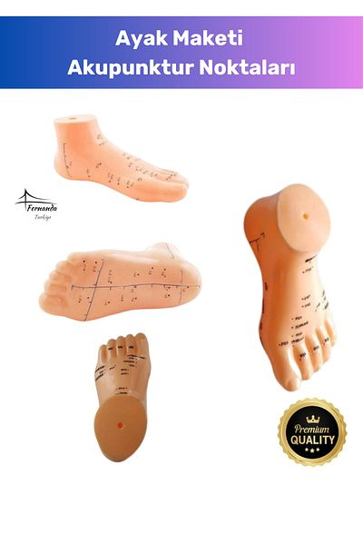 Fernanda Special Production Conform to Human Anatomy Examination Quality Model 20cm Foot Model Acupuncture Point