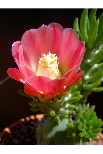 SukuLand Opuntia Subulata özel tür kaktüs 5,5cm saksıda