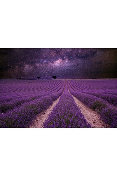 Zumzeria Tablou Canvas Uimitor peisaj de noapte cu pajiște de lavandă înflorită, 80x50cm