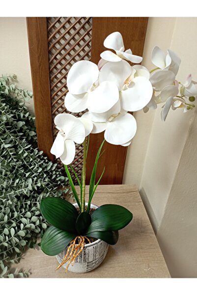 Cennet Home Islak Orkide Aranjmanı kare desenli beton saksıda masaüstü dekora...