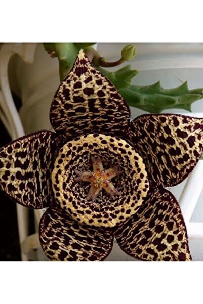 ATABEY ÇİÇEK Leopar Desenli Açan Kaktüs Çiçeği Veriegata Puatiyeli