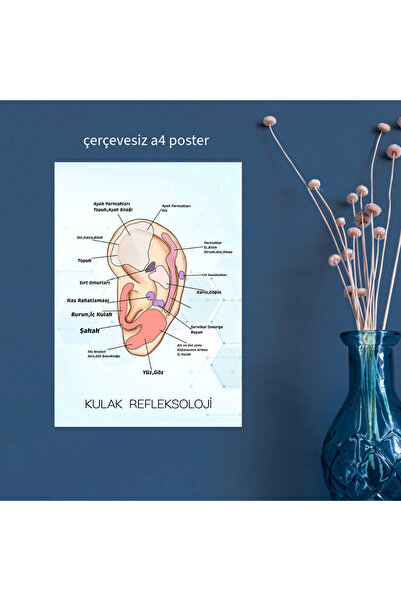 Fatofotofan Akupuntur Kulak Refleksoloji Haritası A4 Çerçevesiz Poster