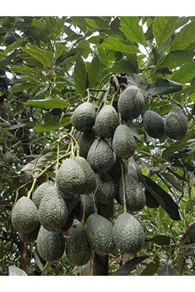 fidanpaketim Aşılı Tozlayıcı Hass avokado ağacı , Black has erkek avokado ağa...