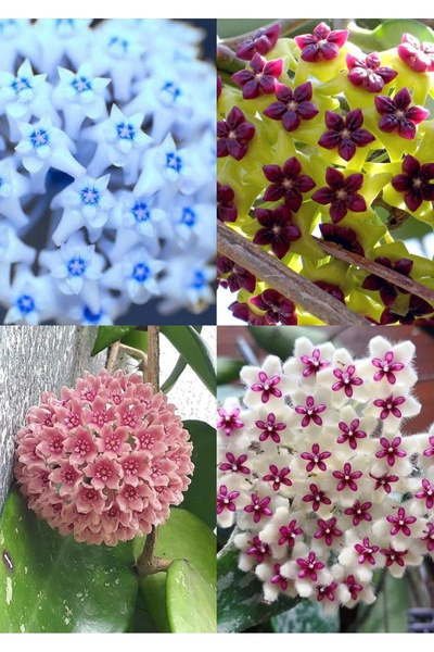 Yades 4 renk mum çiçeği (mavi-beyaz, bordo-sarı, pembe, kırmızı-beyaz