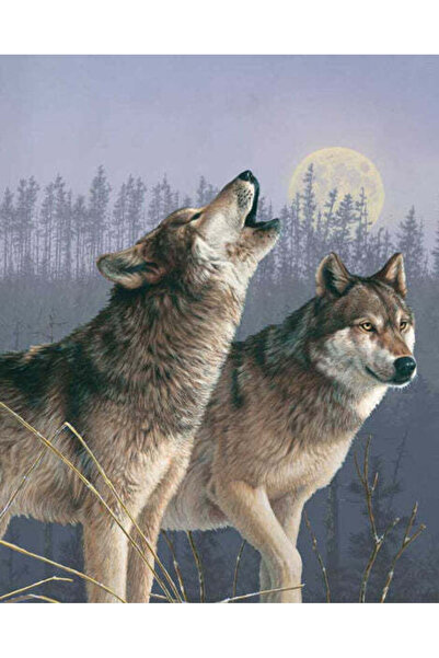 Genel Markalar Kurt Düğünü Sticker Çerçevesiz 50x65 Sayılarla Boyama Hobi Seti