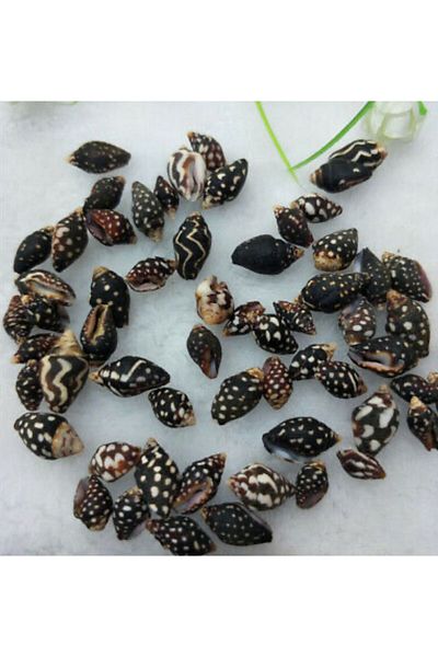 yiğit aksesuar 30Pcs Hole Patterned Sea Shell Pendant for Making Bracelet Ornament