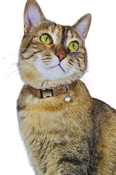 Pompiti Adjustable - Brown Cat Collar with Sound Bell (14 Different Color Options) - Cat Collar