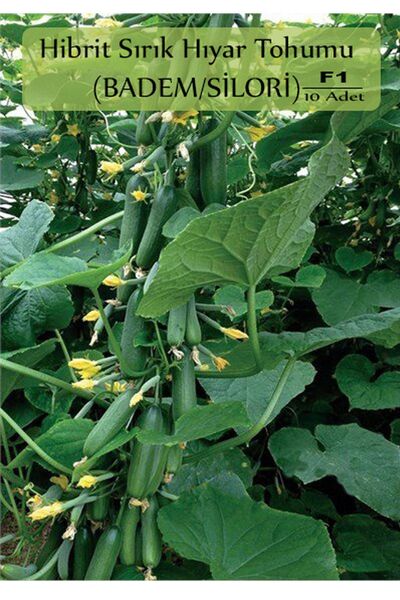 Zencefil Organik Hibrit Salatalık Tohumu 10 Adet Tohum Badem Hıyar Tohumu F1 ...