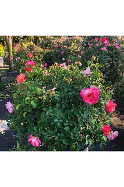 HİLAL TARIM ÇİFTLİĞİ Polyanna yediveren yoğun kokulu tüplü gül fidanı